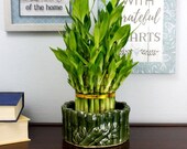 Live Lucky Bamboo 3 Tiered Tower Bamboo Pot - Indoor Plant Arrangement, Good Luck Gift