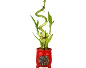 Lucky Bamboo 5 Stalk w Spiral Red Dragon Design Pot - Good Luck Gifts, Indoor Plant Gifts, Patio Decor, Bamboo Arrangement