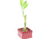 Lucky Bamboo Single Stalk w Red Wavey Square Pot - Plant gifts, Engagement gifts, Wedding gifts, Wedding Favors Cheap,