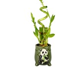 Lucky Bamboo Spiral Arrangement Green Panda Design Pot - Good Luck Gifts, Indoor Plant Gifts, Patio Decor, Bamboo Arrangement