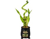 Lucky Bamboo 5 Stalk w Spiral Black Frog Design Pot - Good Luck Gifts, Indoor Plant Gifts, Patio Decor, Bamboo Arrangement
