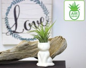 Air Head Family quot Cat quot Complete Kit - White Ceramic Pot Air Plant Holder With Live Tillandsia Air Plant