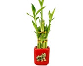Lucky Bamboo 5 Stalk Red Square Frog Design Pot - Good Luck Gifts, Indoor Plant Gifts, Feng Shui Gifts, Patio Decor, Bamboo Arrangement