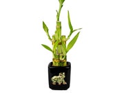 Lucky Bamboo 5 Stalk Black Square Frog Design Pot - Good Luck Gifts, Indoor Plant Gifts, Feng Shui Gifts, Patio Decor, Bamboo Arrangement
