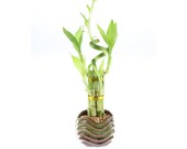 Lucky Bamboo 5 Stalk w Spiral Green Two Tone Pot- Good Luck Gifts, Indoor Plant Gifts, Feng Shui Gifts, Zen Gifts, Patio Decor
