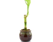 Lucky Bamboo Single Stalk w Round Green Two Tone Pot - Plant gifts, Engagement gifts, Wedding gifts, Wedding Favors Cheap, Live Plant Gifts