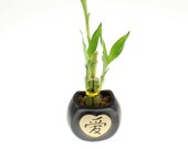 3-Stalk Lucky Bamboo with Heart Shape Pot quot LOVE quot - Scripture Pot - Bamboo with Ceramic Pot - Lucky Plant - Indoor House or Office Plant