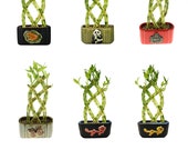 Braided Lucky Bamboo 8 Stalk - Office Plants