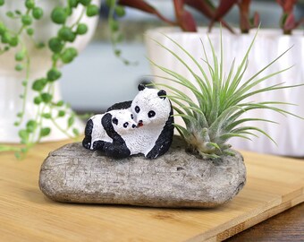 Mini Panda Driftwood Garden | Miniature Panda Figures with Live Tillandsia Air Plant and Driftwood | Home Decor, Office Decor, Kitchen Decor