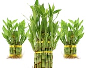 Live Lucky Bamboo Plant Tiered Tower Arrangements - Home or Office Decor - Live, Fresh Healthy Indoor Plants