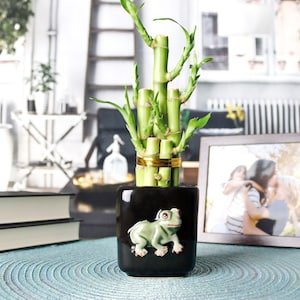 Lucky Bamboo 5 Plants with Black Round Ceramic Dragonfly Pot 