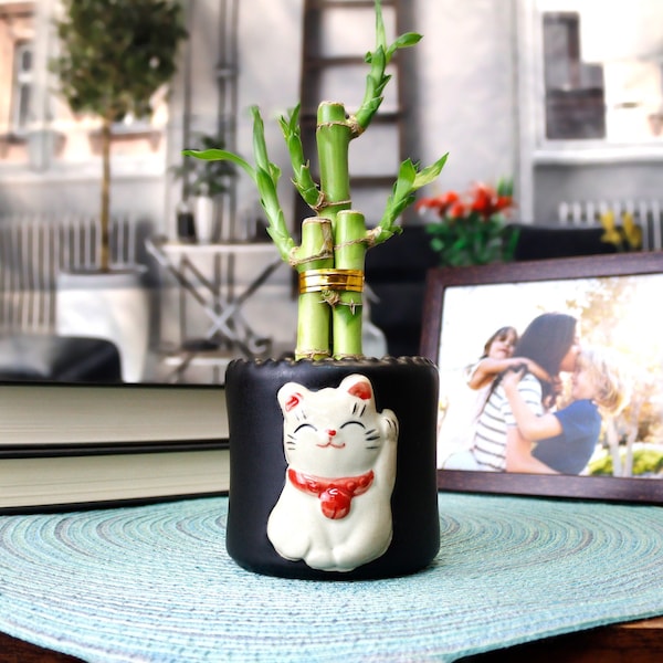 Lucky Bamboo Vase Etsy