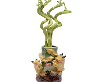8" Spiral Live Lucky Bamboo in Ceramic Dragon Vase - Bundle of 5 Spiral Lucky Bamboo Stalk - Indoor Lucky Bamboo Plant - Dragon Large Vase
