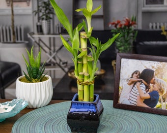 5-Stalk Lucky Bamboo Arrangement and Black Pot - 2 Styles to Choose - Lucky Plant - Chinese Bamboo - Plant Gifts - Easy to Care Plant