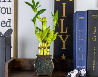 Indoor Live Lucky Bamboo 5 Stalk Potted Houseplant in Ceramic Brown Speckled Vase, Lucky Plant, Low Maintenance Living Room Plant, Decor