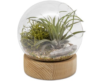 Sitting Dome Air Plant Terrarium with 2 Tillandsia Air Plants, Sea Shell, Wood Vase Terrarium Kit, Indoor Live Plants, Low Light Plants