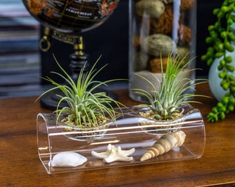 Double Tillandsia Air Plants, Live House Plant, Indoor Low Light Plant, Air Plant and Vase, Bathroom Plants, Air Purifying Plants, Wholesale