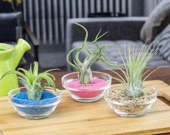 Mini Terrariums with Live Tillandsia Air Plants and Colorful Sand, Desktop Air Plant Decor, Low Maintenance Indoor Plant Arrangement