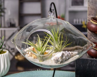 Hanging Air Plant Terrarium with Sea Shells - Ocean Vibes Plant Display - Live Plant Arrangement - Tillandsia Air Plant - Indoor Live Plant
