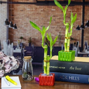 Two Stalk Live Lucky Bamboo Plant with Small Square Accent Pot - Red or Green Bamboo Pot, Love Plant, House Plant Decor, Plant for Indoor