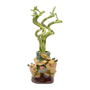 May include: A green ceramic vase with a brown and yellow dragon design holds a plant with green stalks that are curled and twisted.