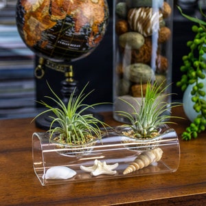 Double Tillandsia Air Plants, Live House Plant, Indoor Low Light Plant, Air Plant and Vase, Bathroom Plants, Air Purifying Plants, Wholesale
