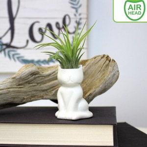 Small Ceramic Cat Shaped Air Plant Vase With or Without Plant - Indoor Live Plant Arrangement - Easy to Care Indoor Live Plant - Plant Gifts