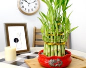 Lucky Bamboo Plant 3 Tiered Tower with Red Ceramic Dragon Pot - Fresh, Live, and Healthy Houseplant