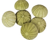 Green Sea Urchin Shells Bundle of 6, 12 or 24 for Terrariums, Arts Crafts, DIY