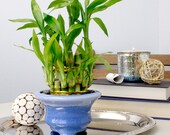 Lucky Bamboo Plant 2 Tiered Tower with Light Blue Ceramic Pot - Fresh, Live, and Healthy Houseplant