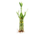 Lucky Bamboo 5 Stalks Arrangement - Straight Bamboo Plant - Home or Office Decor - Live, Fresh Healthy Plants