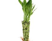 Lucky Bamboo 12 Inch Bundle of 10, 20, or 100 Straight Stalks - Live Indoor Plants, Home Decor, Office Desk Plant