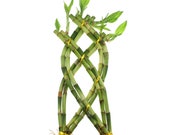 Live Lucky Bamboo Braided Trellis Shaped 8 Stalk - Braided Bamboo Plant - Home or Office Decor - Live, Fresh Healthy Plants
