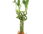 Live Lucky Bamboo 6 quot Spirals Indoor Plants - Curly Bamboo Plant, Spiral Bamboo Stalks - Home or Office Decor - Live, Fresh Healthy Plants