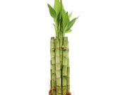Live Lucky Bamboo Plant 8 - Straight Live Lucky Bamboo Stalks, Home or Office Decor - Live, Fresh Healthy Plants