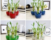 Lucky Bamboo Terrarium Kit - Set of 3 Arrangements in Glass Vases with Colored Glass Pebbles - Home or Office Decor, Good Luck Gift