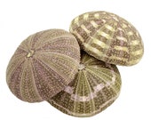 Alphonso Sea Urchin Shells Bundle of 6, 12 or 24 for Terrariums, Arts Crafts, DIY
