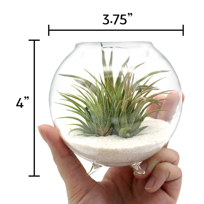 Minimal Glass Orb Terrarium Kit W Three Live Tillandsia Air Etsy