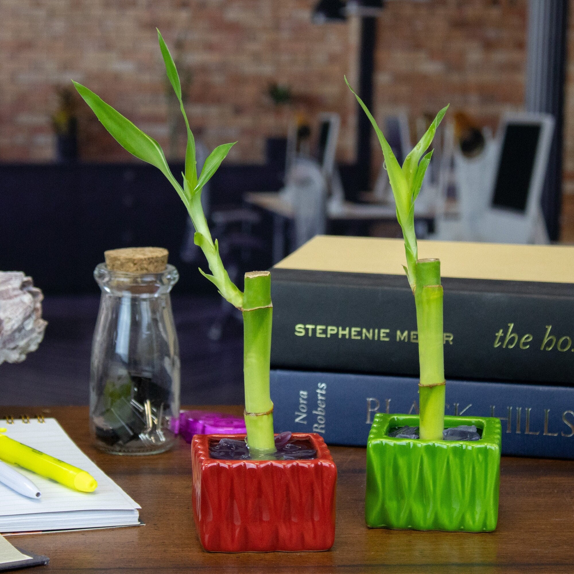 Lucky Bamboo Single Stalk in Wavey Square Pot  Feng Shui Plant - Etsy