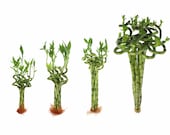 Live Lucky Bamboo Plant 6 quot , 8 quot , 12 quot , and 24 quot Spiral Stalks Green Indoor Plants