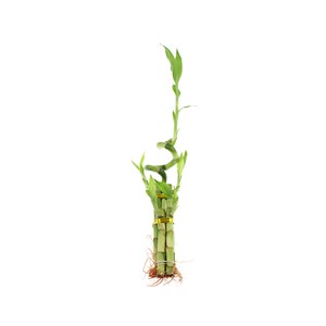 Lucky Bamboo 5 Stalk With Spiral Arrangement- Lucky Bamboo Plants, Bamboo Art, Patio Decor, Bamboo Arrangement, Desk Plant