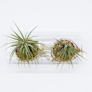 Double Tillandsia Air Plants, Live House Plant, Indoor Low Light Plant, Air Plant and Vase, Bathroom Plants, Air Purifying Plants, Wholesale image 6