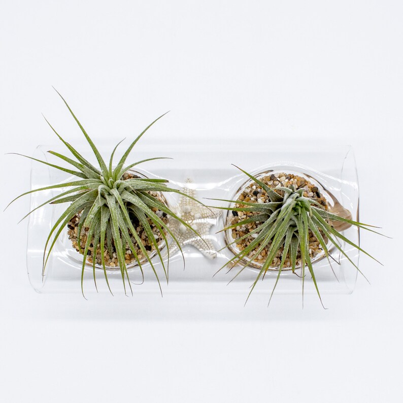 Double Tillandsia Air Plants, Live House Plant, Indoor Low Light Plant, Air Plant and Vase, Bathroom Plants, Air Purifying Plants, Wholesale image 6