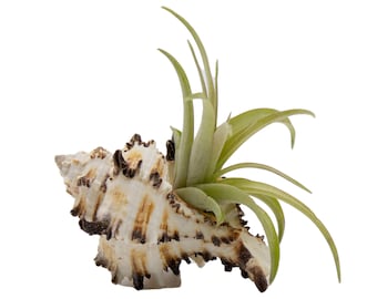 Conch Sea Shell Air Plant Arrangement - Sitting Air Plant Display  - Small Indoor Plant Arrangement - Easy to Care Tillandsia Air Plant