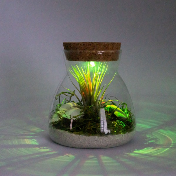 Live Air Plant Terrarium with Display LED Light, White Sand, And Moss - Indoor House Plant Gift, Unique Plant Display, Handcrafted Terrarium