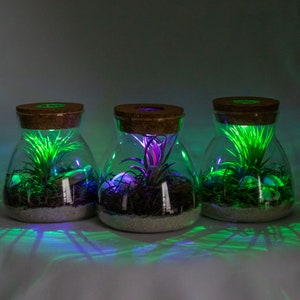 Live Air Plant Terrarium with Display LED Light, White Sand, And Moss Indoor House Plant Gift, Unique Plant Display, Handcrafted Terrarium image 2