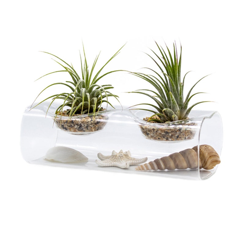 Double Tillandsia Air Plants, Live House Plant, Indoor Low Light Plant, Air Plant and Vase, Bathroom Plants, Air Purifying Plants, Wholesale image 3