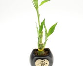 Lucky Bamboo 3 Stalk Black Dragonfly Pot- Lucky Bamboo Arrangement, Good Luck Gift, Indoor Plant Gift, Feng Shui Gifts, Healthy Houseplant
