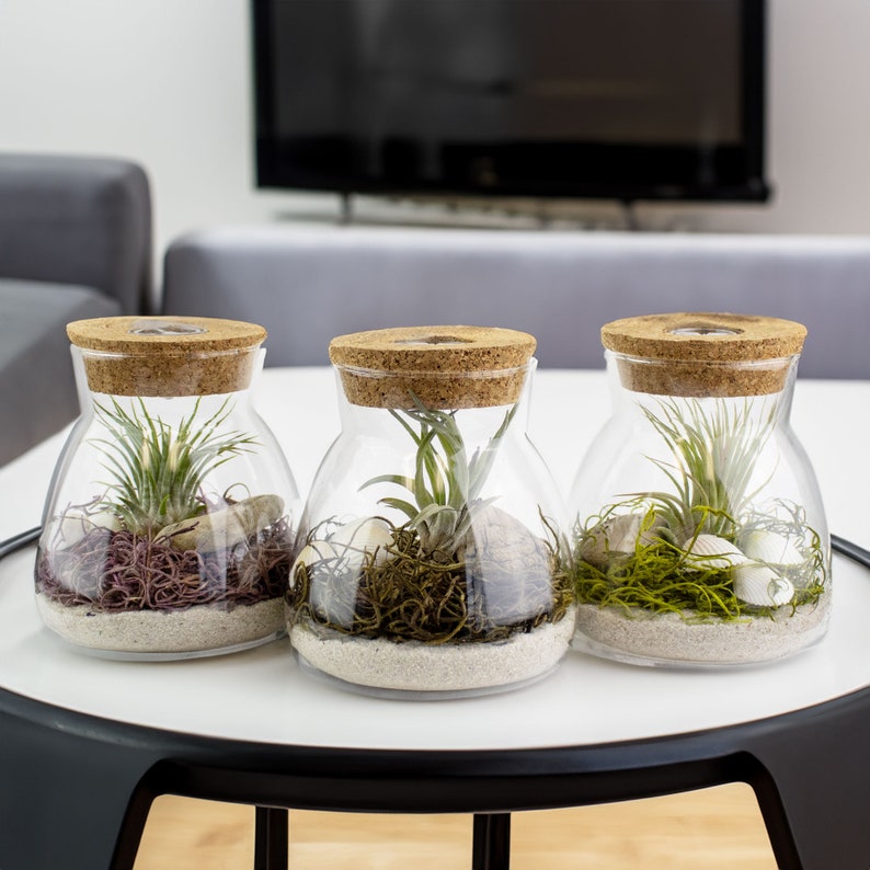 Live Air Plant Terrarium with Display LED Light, White Sand, And Moss Indoor House Plant Gift, Unique Plant Display, Handcrafted Terrarium image 3