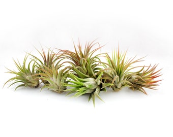 Small Air Plant Bundles | 1-2 inch, Indoor Live Tillandsia, Indoor Plants, Terrarium Decor, Small House Plants, Guatemala Air Plant